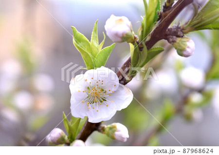 桃の花 87968624