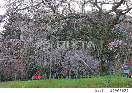 南明寺の糸桜 87968627