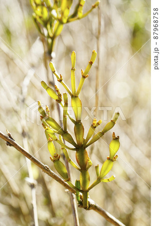 ヤドリギ | Viscum album l. | かぎけん花図鑑 ヤドリギ087