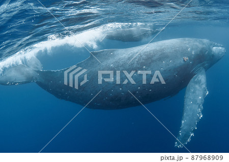 ザトウクジラの親子 87968909