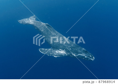 優雅に泳ぐザトウクジラ 87968914