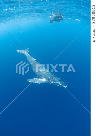 優雅に泳ぐザトウクジラの写真素材 [87968915] - PIXTA