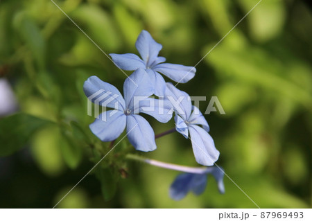 Light blue flower of Cape Leadwort or White plumbago blooming. 87969493