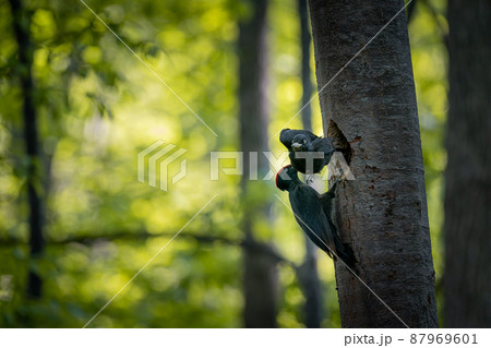北海道の5月、クマゲラの春。 北海道の5月、クマゲラの春。 87969601