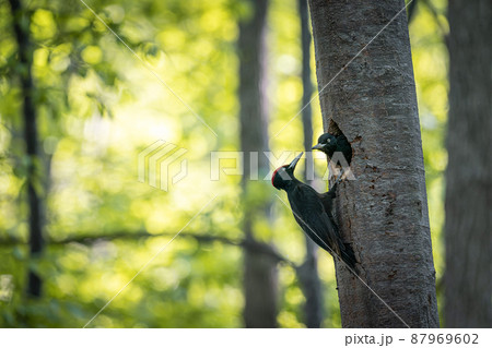北海道の5月、クマゲラの春。 87969602