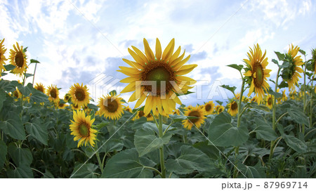 yellow flower of sunflower in a field closeup yellow flower of sunflower in a field closeup 87969714