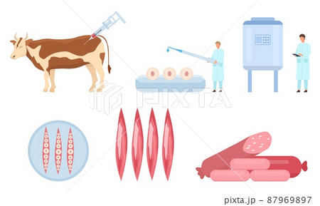 Flat artificial cultured beef meat production process. Cow biopsy, cells and muscle growth, lab bioreactor. Food science vector infographic Flat artificial cultured beef meat production process. Cow biopsy, cells and muscle growth, lab bioreactor. Food science vector infographic 87969897