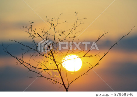 Silhouettes of twigs of dried bush against the background of sunset. The nature of botany Silhouettes of twigs of dried bush against the background of sunset. The nature of botany 87969946