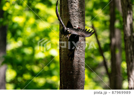 北海道の5月、クマゲラの春。 北海道の5月、クマゲラの春。 87969989