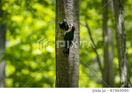 北海道の5月、クマゲラの春。 北海道の5月、クマゲラの春。 87969990