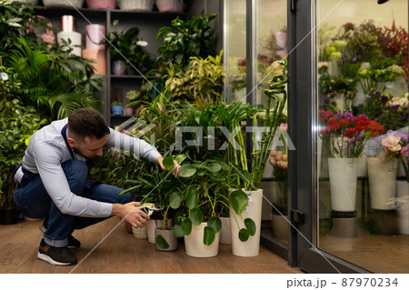 flower shop worker caring for plants flower shop worker caring for plants 87970234