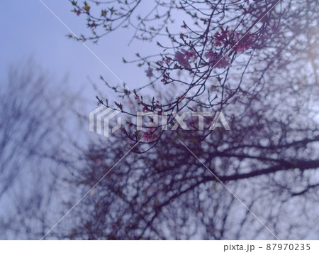 散りかけの河津桜 散りかけの河津桜 87970235
