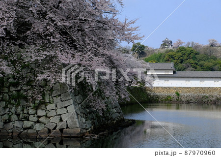 彦根城満開の桜 87970960