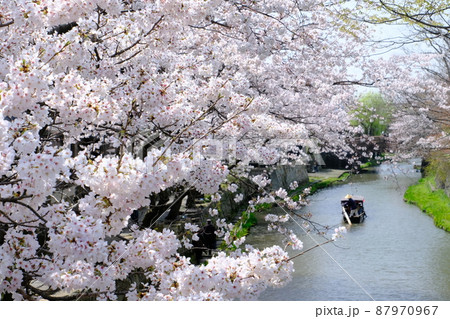 近江八幡八幡堀の桜 近江八幡八幡堀の桜 87970967