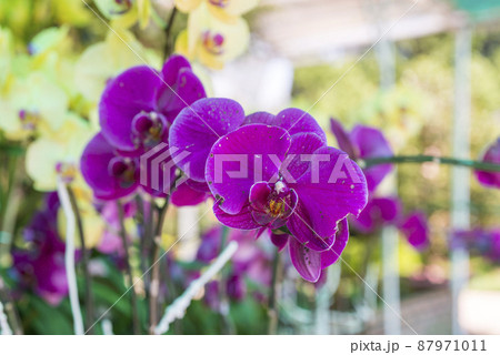 Natural photo: Popularly grown orchids Natural photo: Popularly grown orchids 87971011