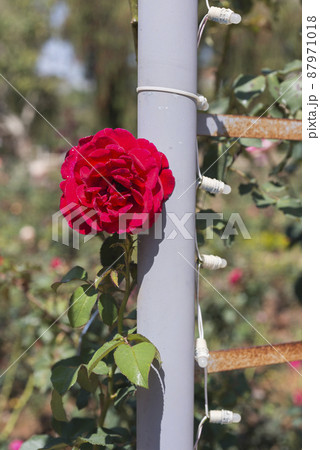 Nature photo: Rose flowers. Nature photo: Rose flowers. 87971018