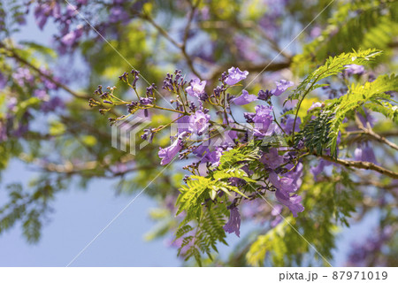 Natural photo: Colorful flower paintings Natural photo: Colorful flower paintings 87971019