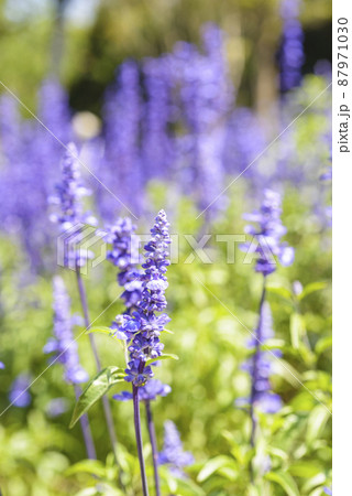 Natural photo: Colorful flower paintings Natural photo: Colorful flower paintings 87971030