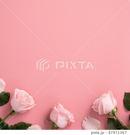 薔薇 バラ科 バラ 87971367