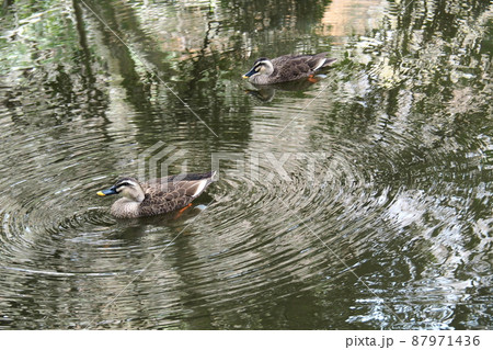 名主の滝公園の庭園、池の水鳥と波紋【東京都北区】 87971436