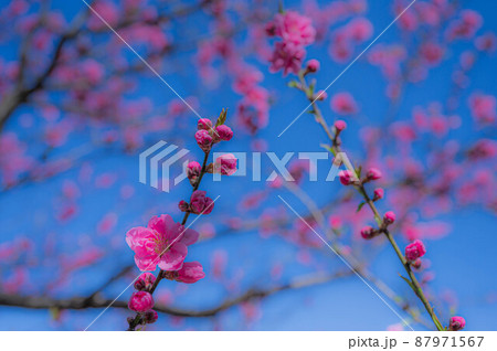 咲き始めの桃の花と青空 咲き始めの桃の花と青空 87971567