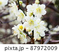 春の白い梅の花 87972009