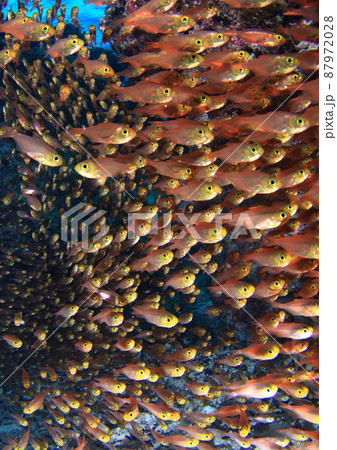 キンメモドキ軍団! キンメモドキ軍団! 87972028