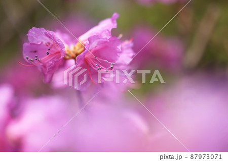 ゲンカイツツジ(玄海躑躅) 87973071