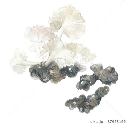 チョレイマイタケ　猪苓 87973166