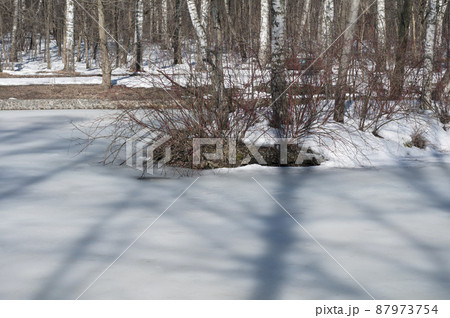 Early spring in a park Early spring in a park 87973754