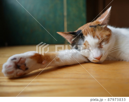 片手を伸ばして床で寝る猫 87973833
