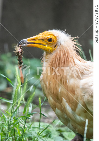 Egyptian vulture close-up profile view Egyptian vulture close-up profile view 87973951