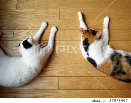 床でシンメトリーに寝る猫達 87973997