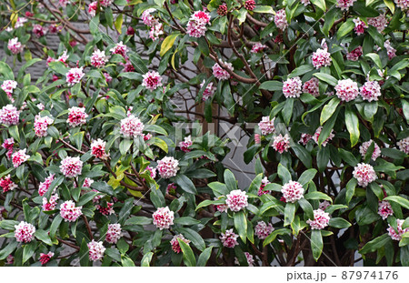 ジンチョウゲ（沈丁花） 87974176