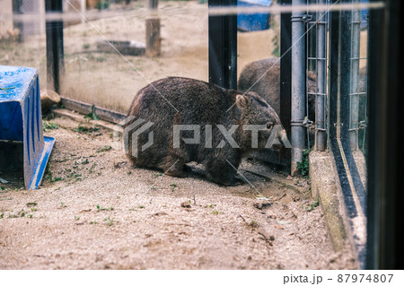 【五月山動物園】ウォンバット 87974807