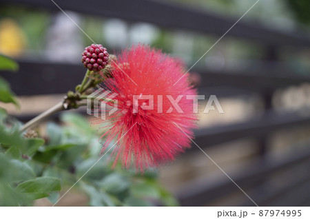 沖縄　オオベニゴウカンの花 87974995