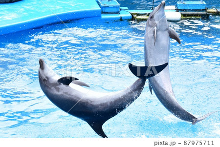 うみの杜水族館 イルカショー うみの杜水族館 イルカショー 87975711