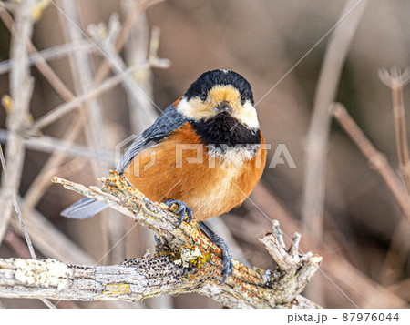 ヤマガラ　野鳥　小鳥　スズメ 87976044