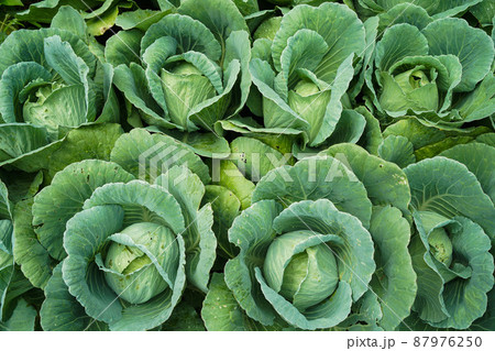 Green fresh cabbage maturing heads growing in the farm field. 87976250