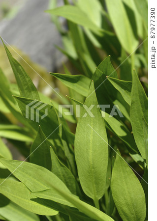 Lance-leaved water plantain Lance-leaved water plantain 87977390