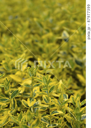 Wintercreeper Emerald and Gold Wintercreeper Emerald and Gold 87977399