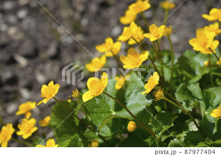 Marsh Marigold Marsh Marigold 87977404