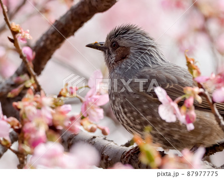 ヒヨドリ 87977775