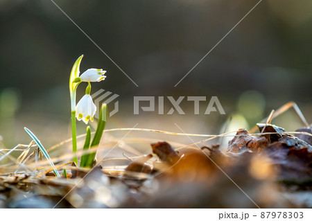 Close up view of small fresh snowdrops flowers growing among dry leaves in forest. First spring plants in woods. Close up view of small fresh snowdrops flowers growing among dry leaves in forest. First spring plants in woods. 87978303