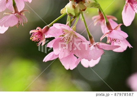 サクラの花 87978587