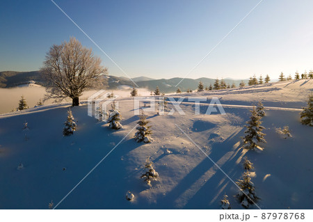 Amazing winter landscape with pine trees of snow covered forest in cold mountains at sunrise. 87978768