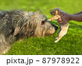 Acquaintance of a large gray Irish wolfhound and a small puppy 87978922