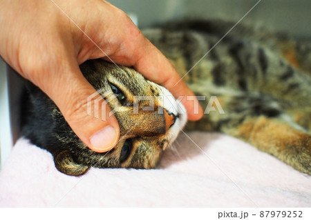 体調不良の猫と男性の手（ぼんやりとした目線） 87979252