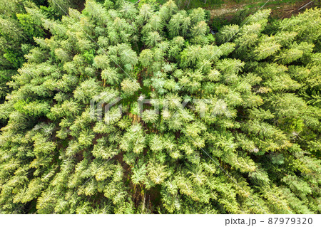 Aerial view of green pine forest with canopies of spruce trees in summer mountains. Aerial view of green pine forest with canopies of spruce trees in summer mountains. 87979320