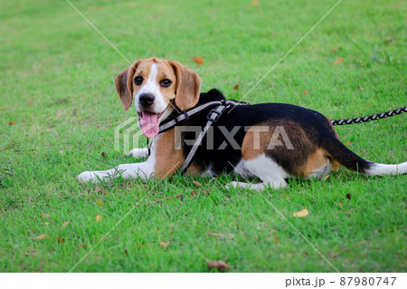 Purebred beagle puppy lying on the grass in the outdoor garden. dog beagle on the walk in the park outdoor. 87980747